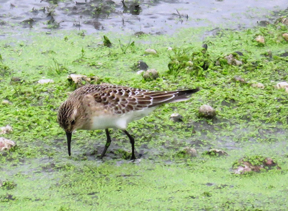 Baird's Sandpiper - ML38070721