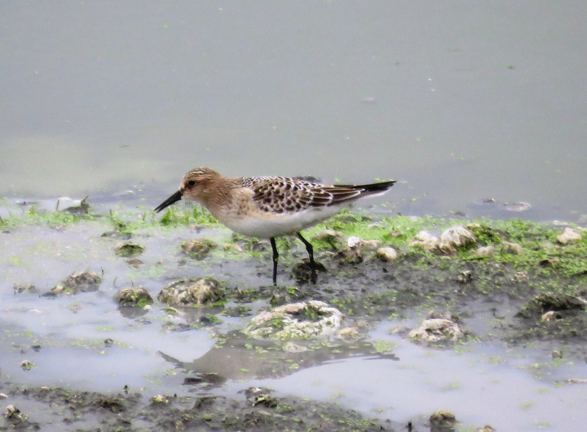 Baird's Sandpiper - ML38070751