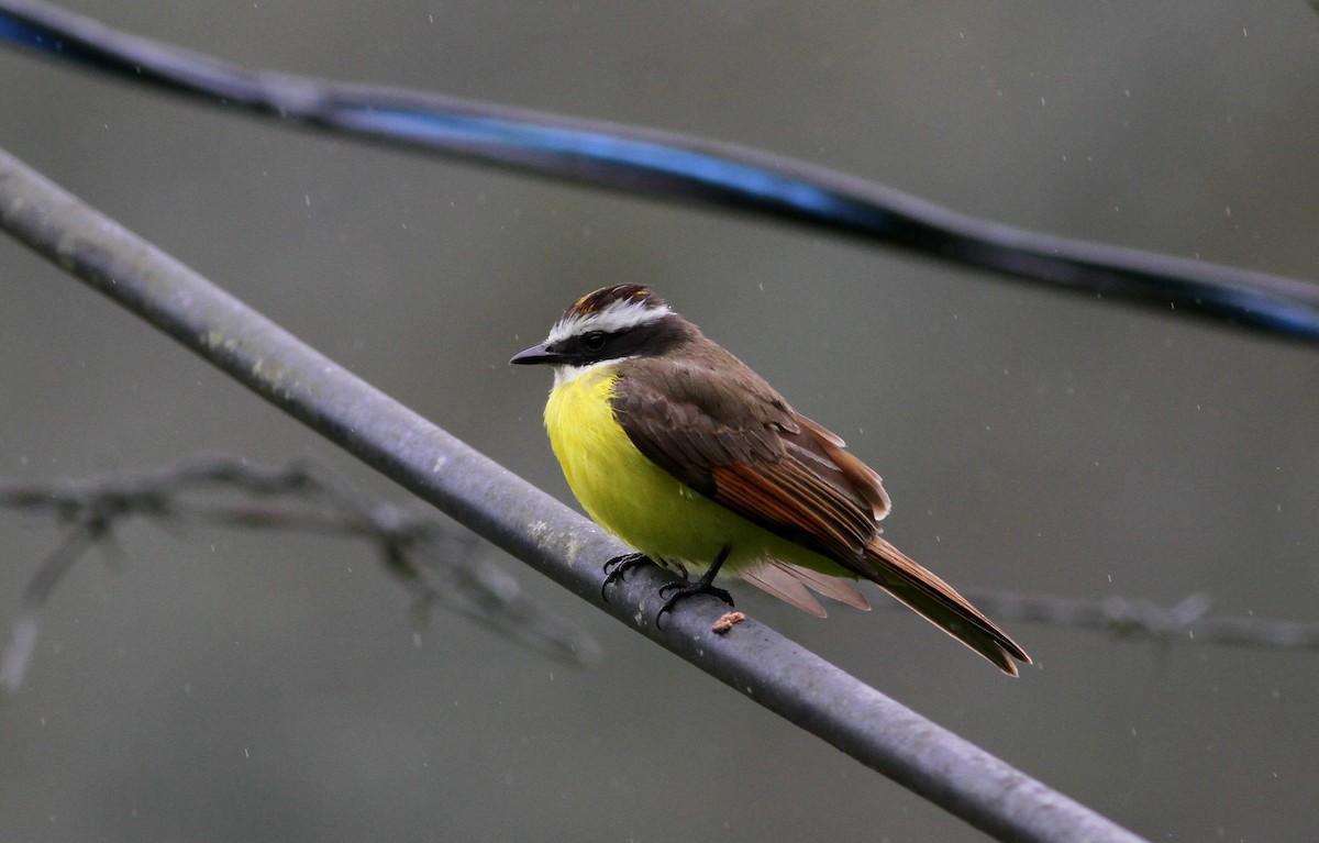 Rusty-margined Flycatcher - ML38070811