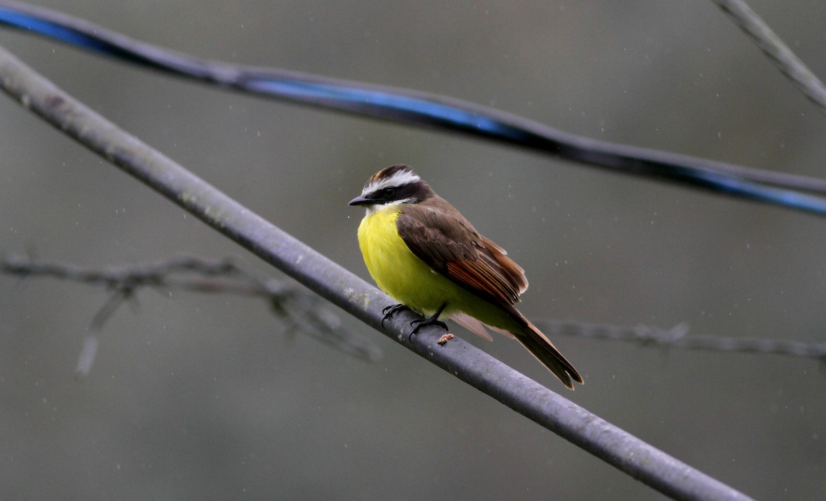 Rusty-margined Flycatcher - Jay McGowan