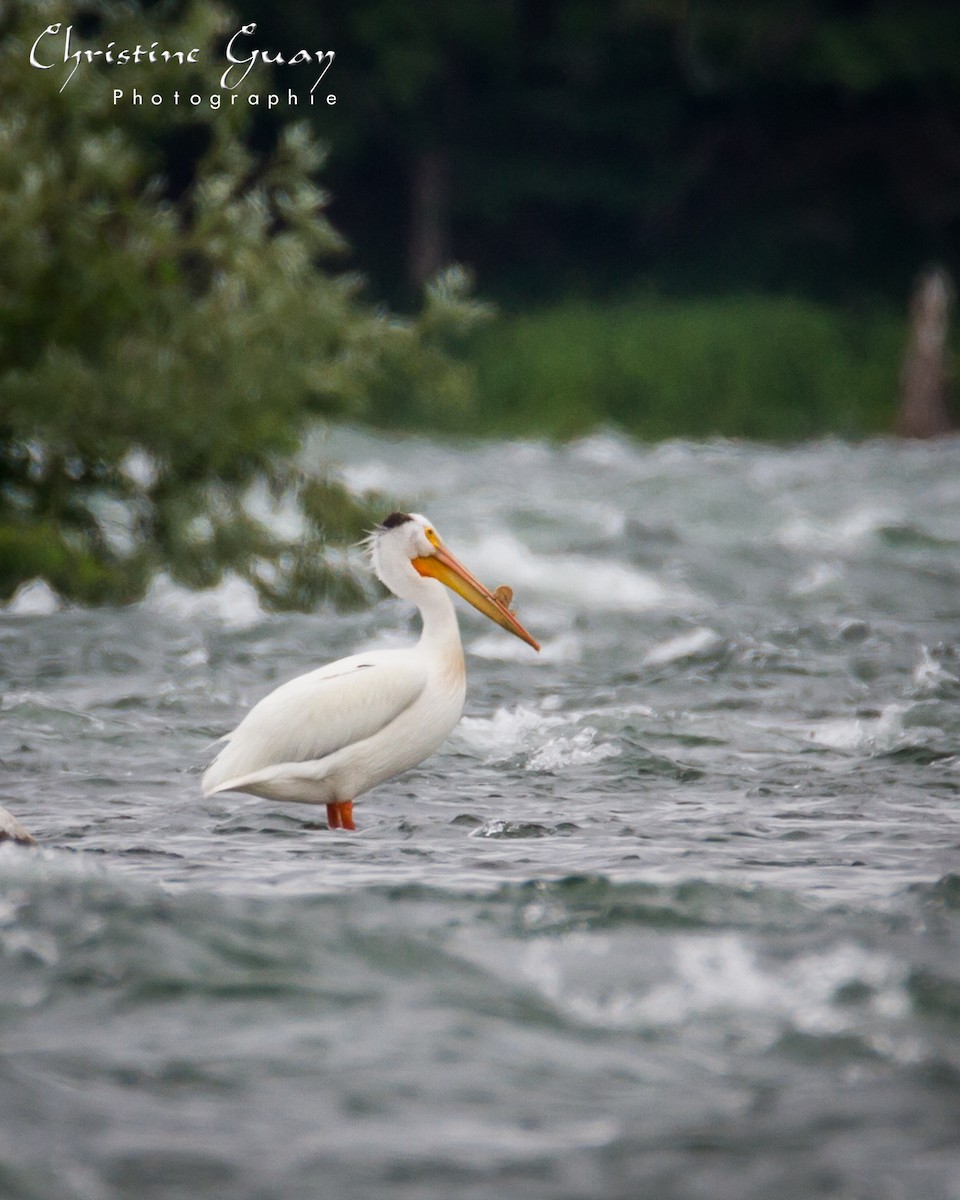 American White Pelican - ML380709661