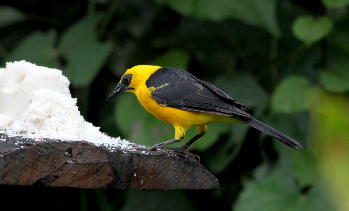 Oriole Blackbird - ML38071051