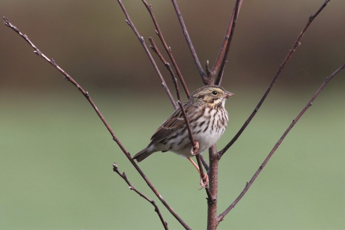 Savannah Sparrow - ML380710741