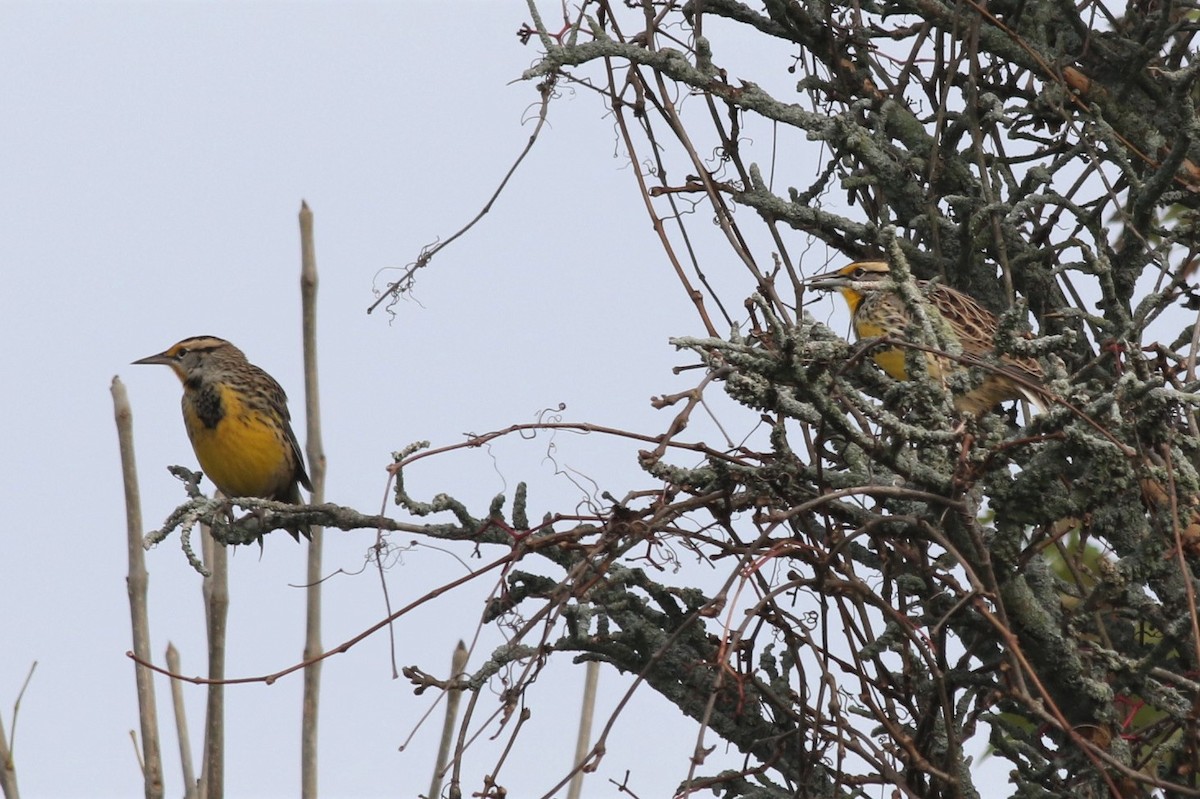 Eastern Meadowlark - ML380710911