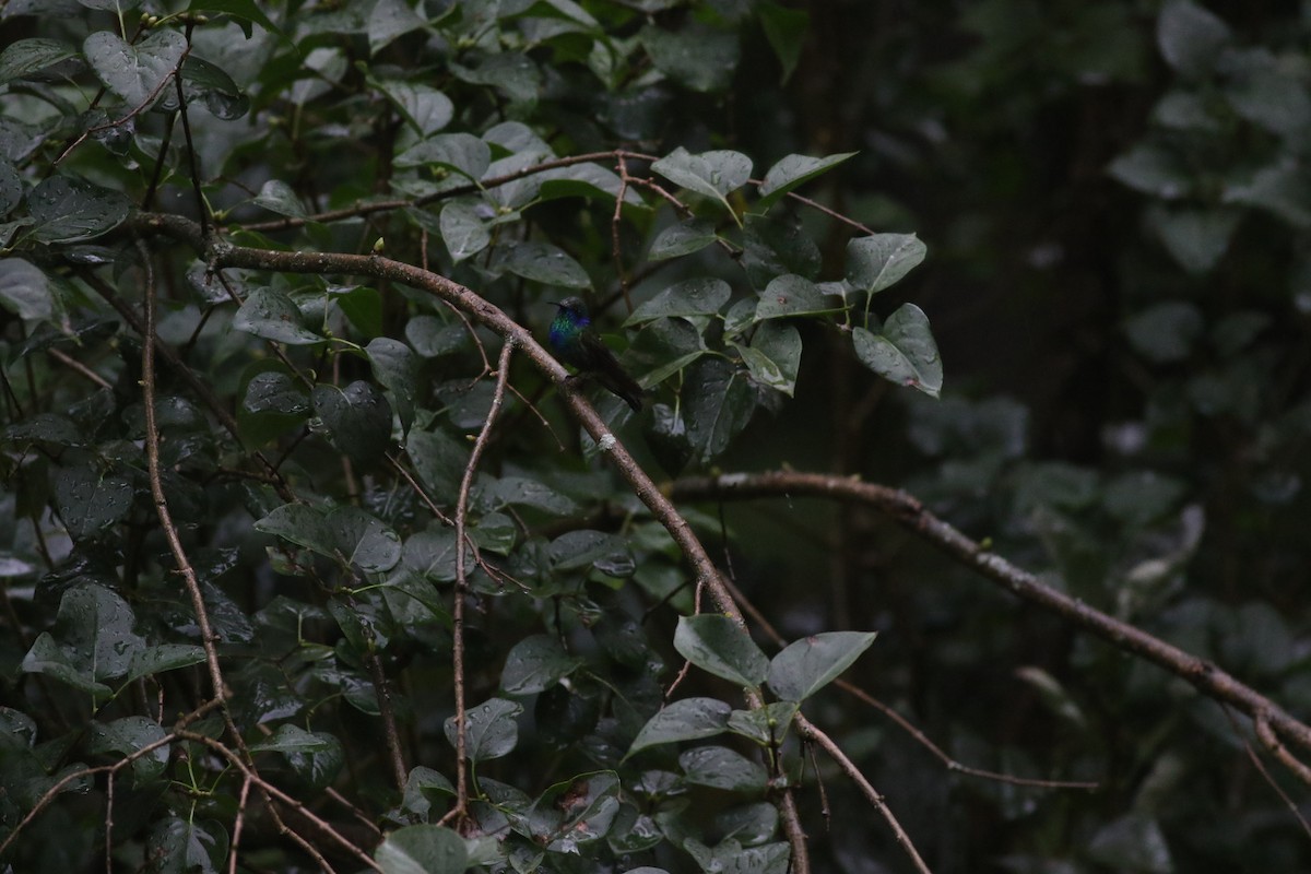 Mexican Violetear - Max  Chalfin-Jacobs