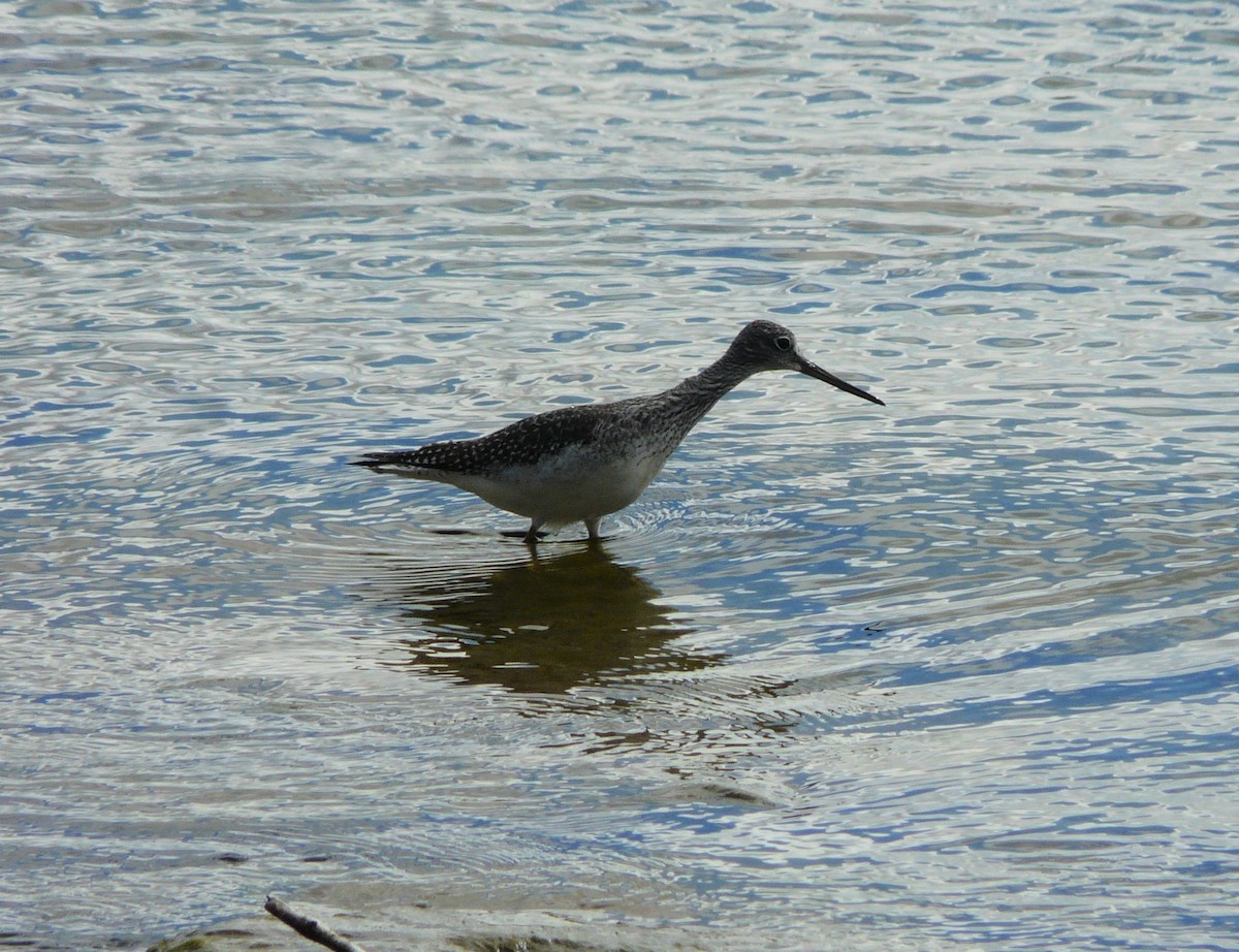 Greater Yellowlegs - ML380711821