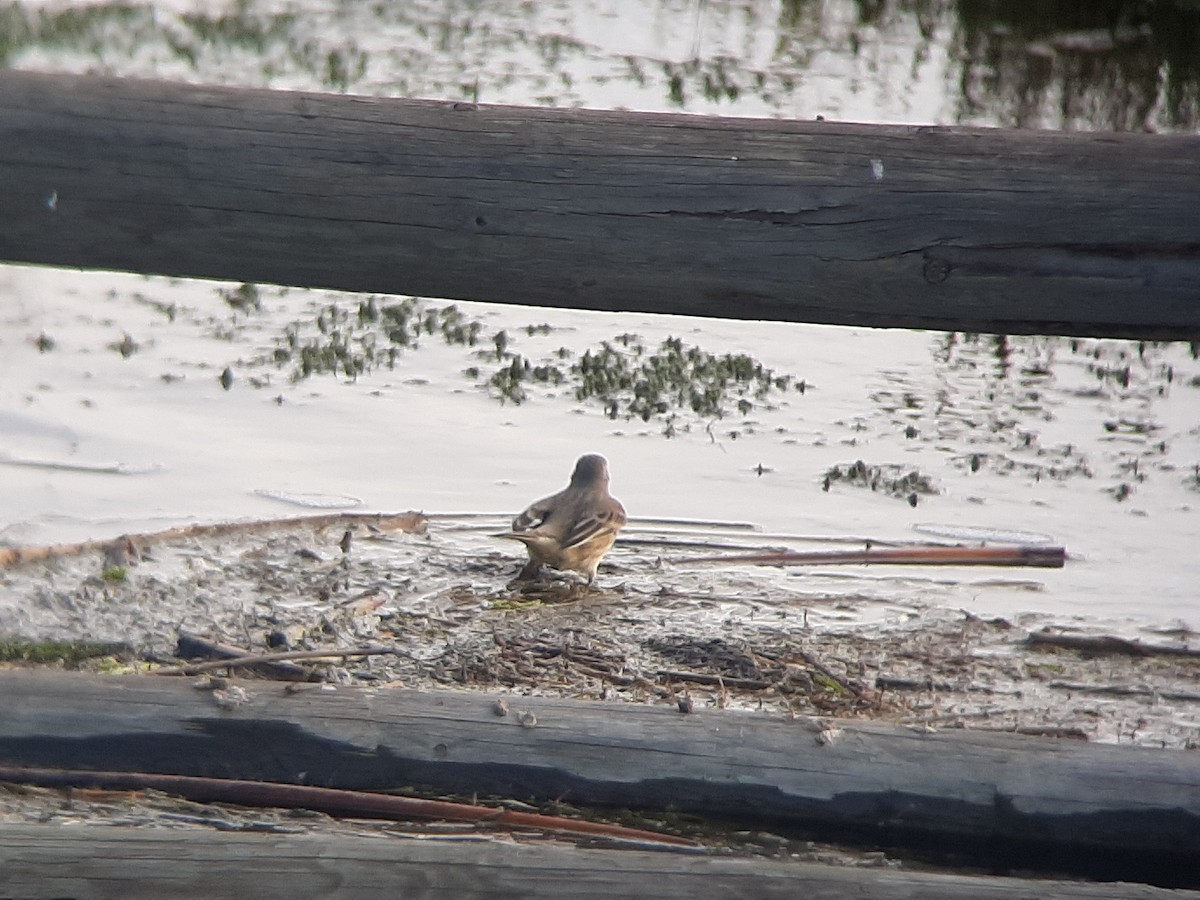 American Pipit - ML380712841