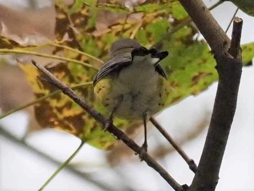 Magnolia Warbler - ML380712981