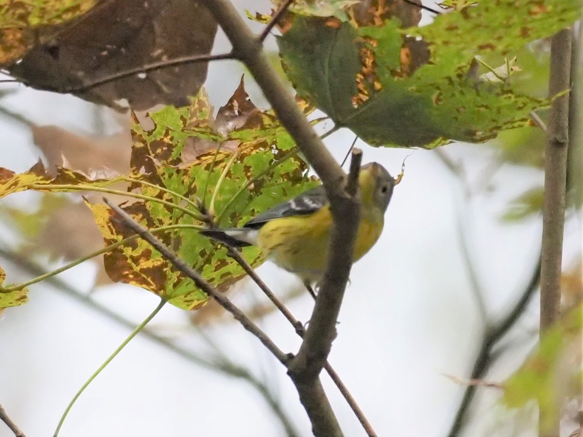 Magnolia Warbler - ML380713011