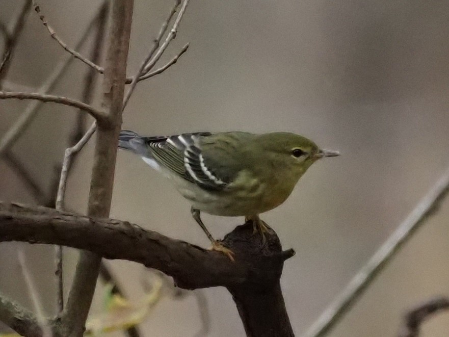 Blackpoll Warbler - ML380713241