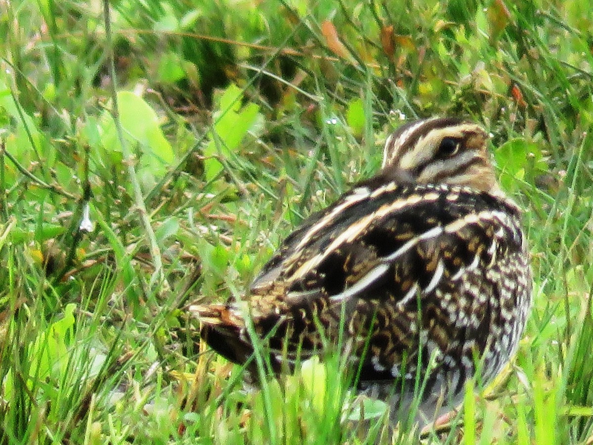 Wilson's Snipe - ML38071411