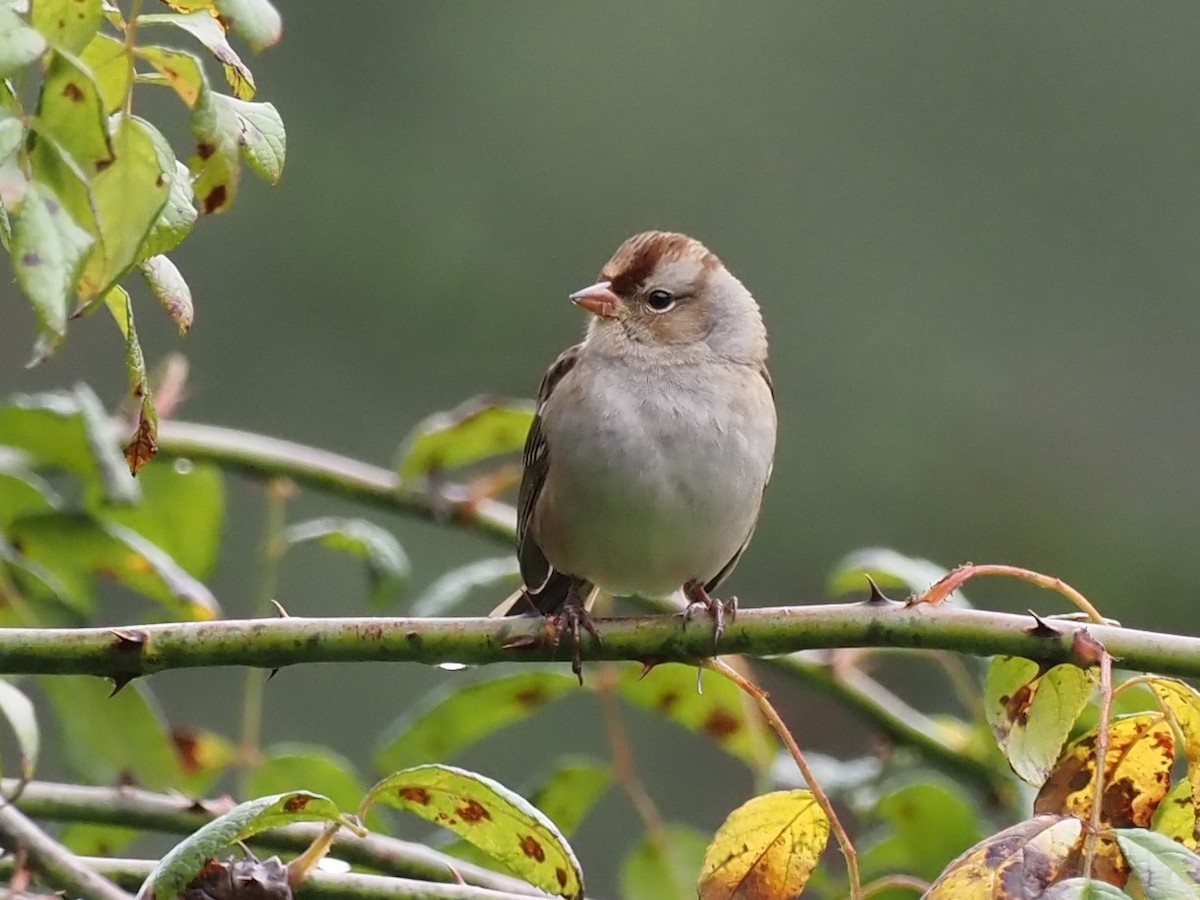 White-crowned Sparrow - ML380714271