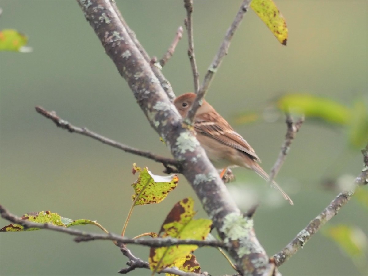 Field Sparrow - ML380714451