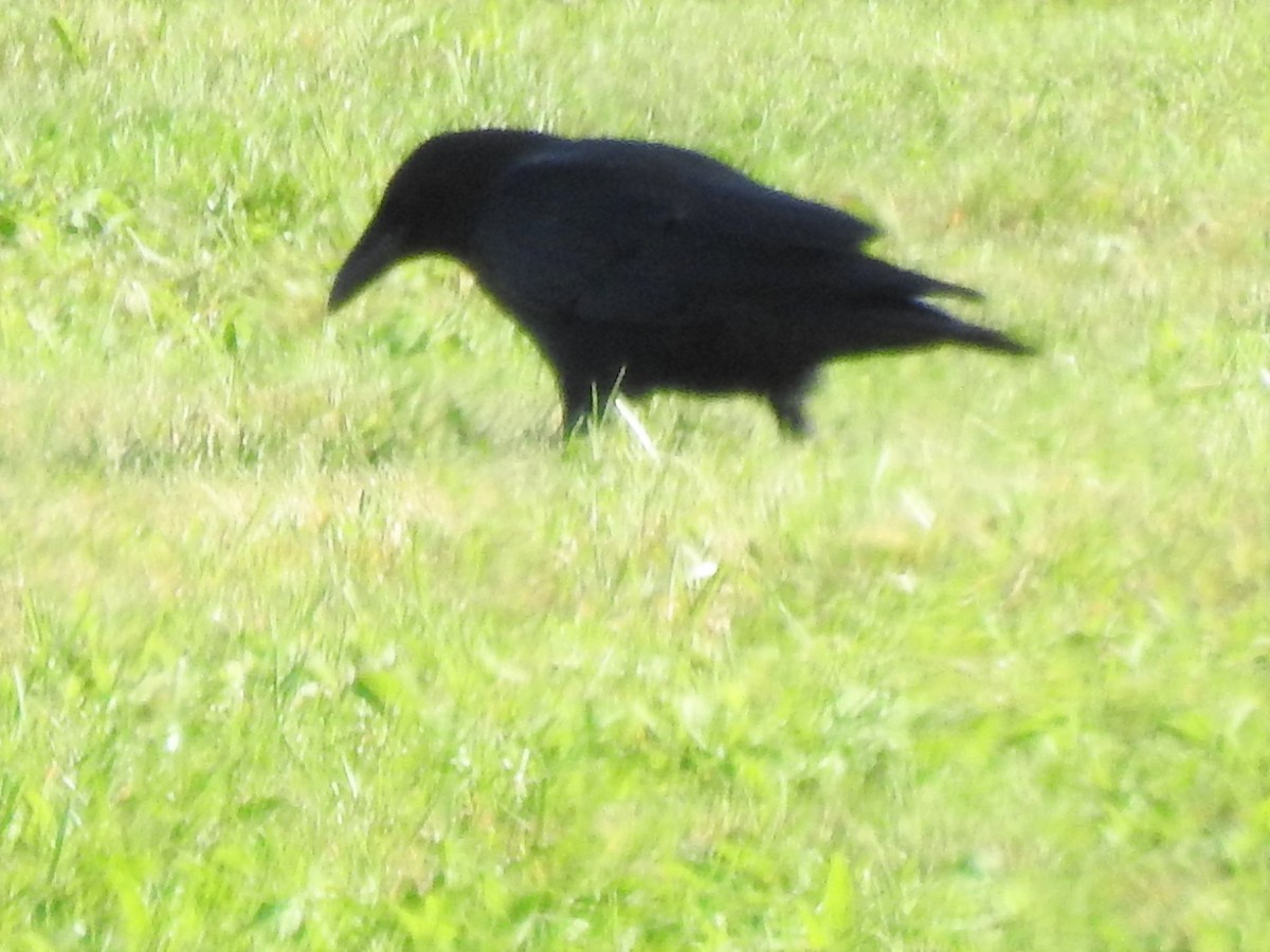 Common Raven - ML380714621