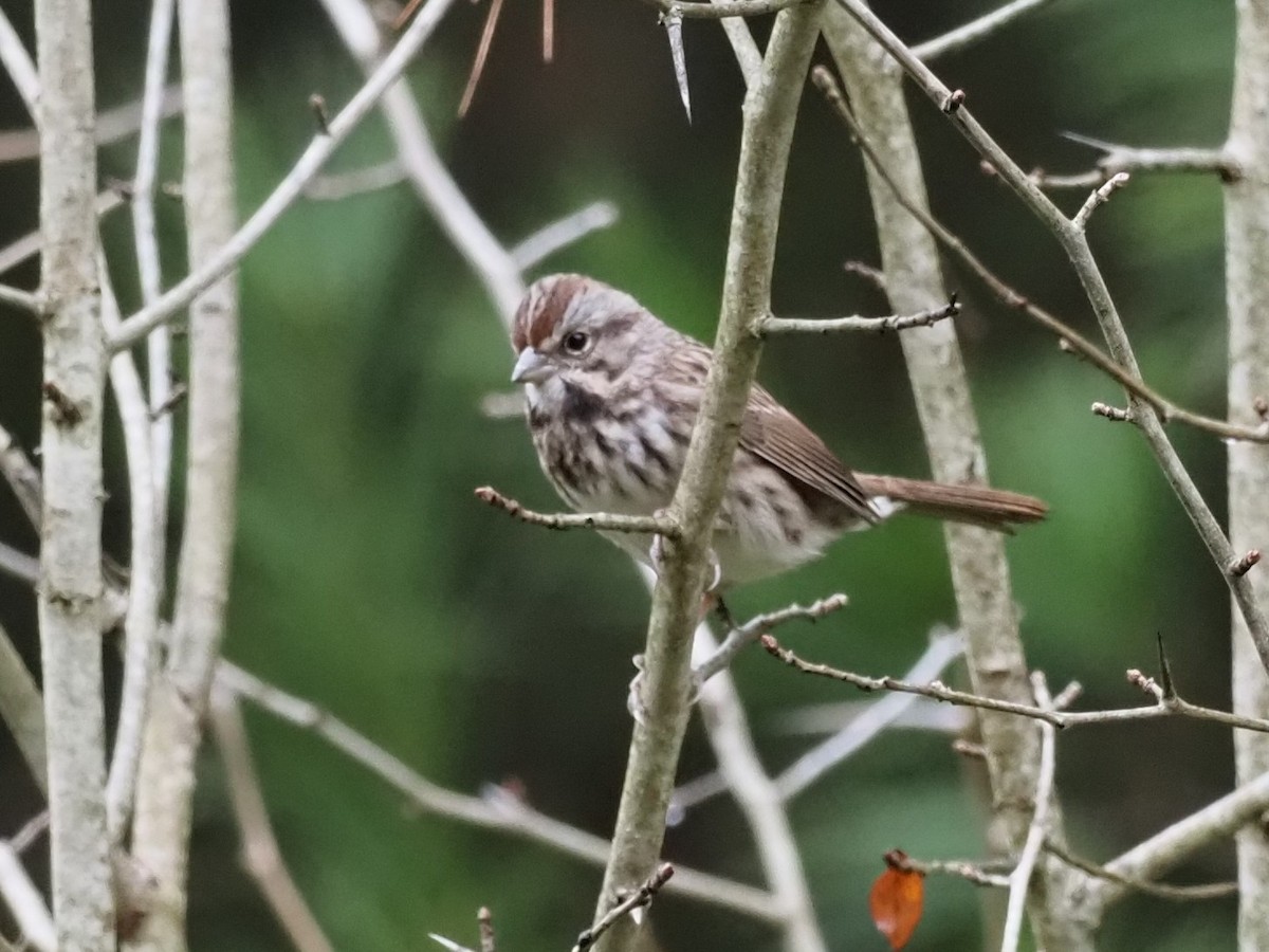 Song Sparrow - ML380714721