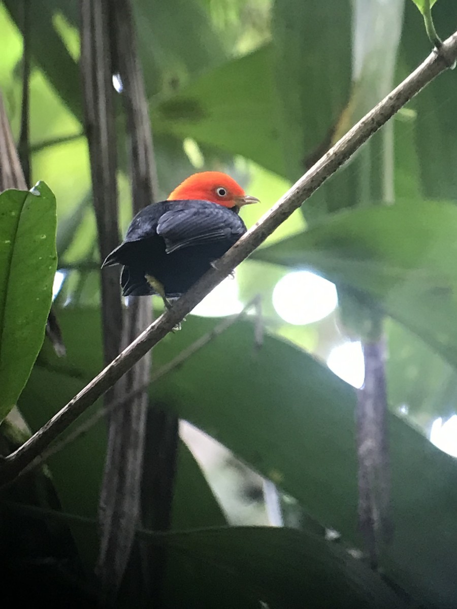 Red-capped Manakin - ML380714731