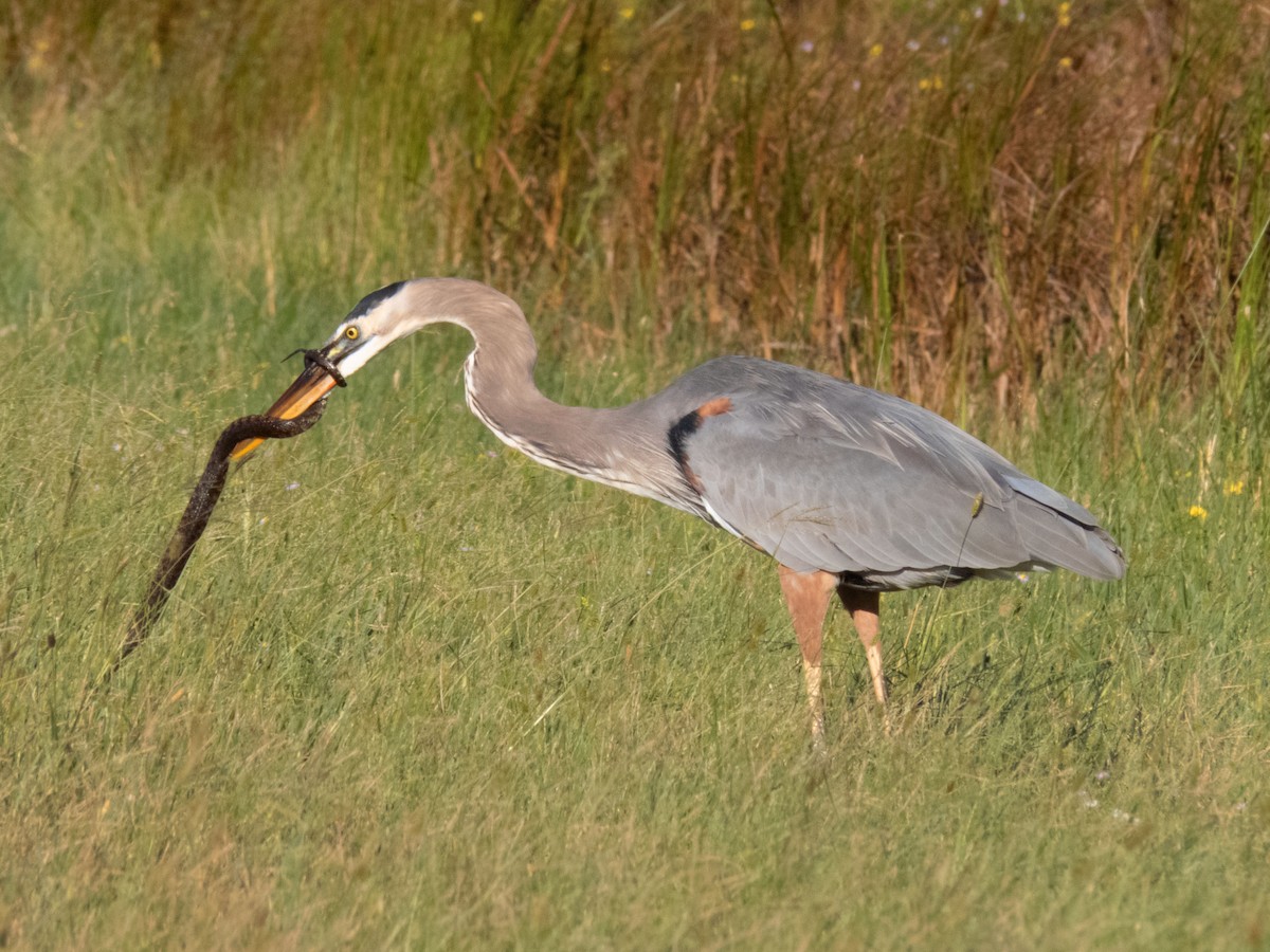 Great Blue Heron - ML380715011