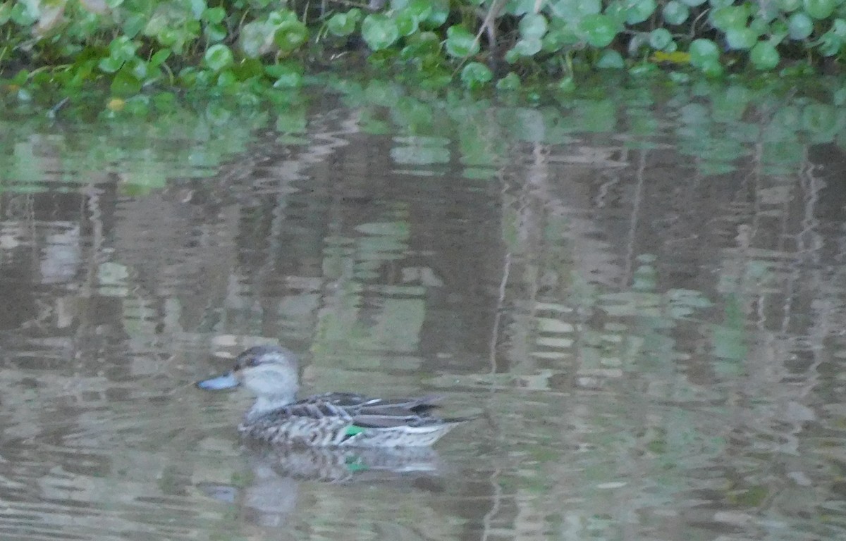 Green-winged Teal - ML380716101