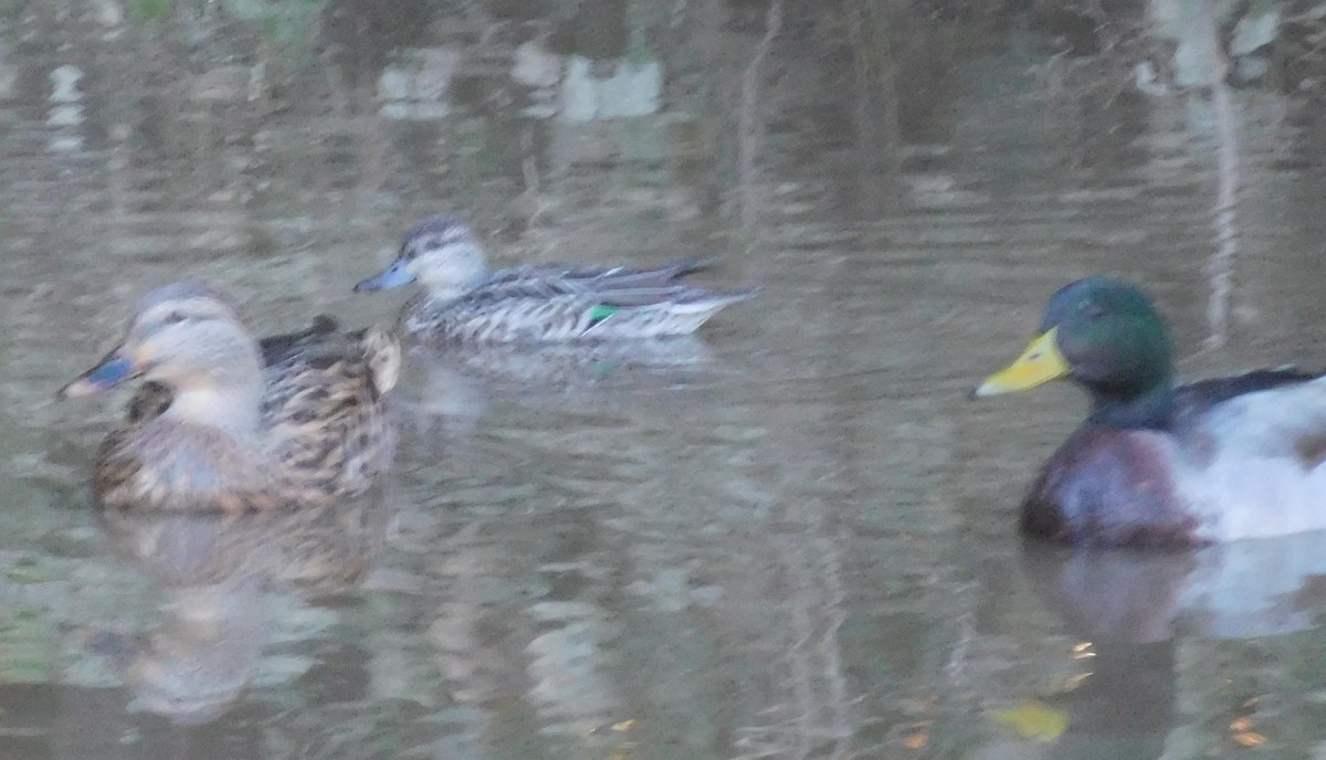 Green-winged Teal - ML380716531