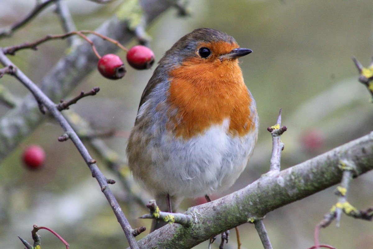 European Robin - ML380717331