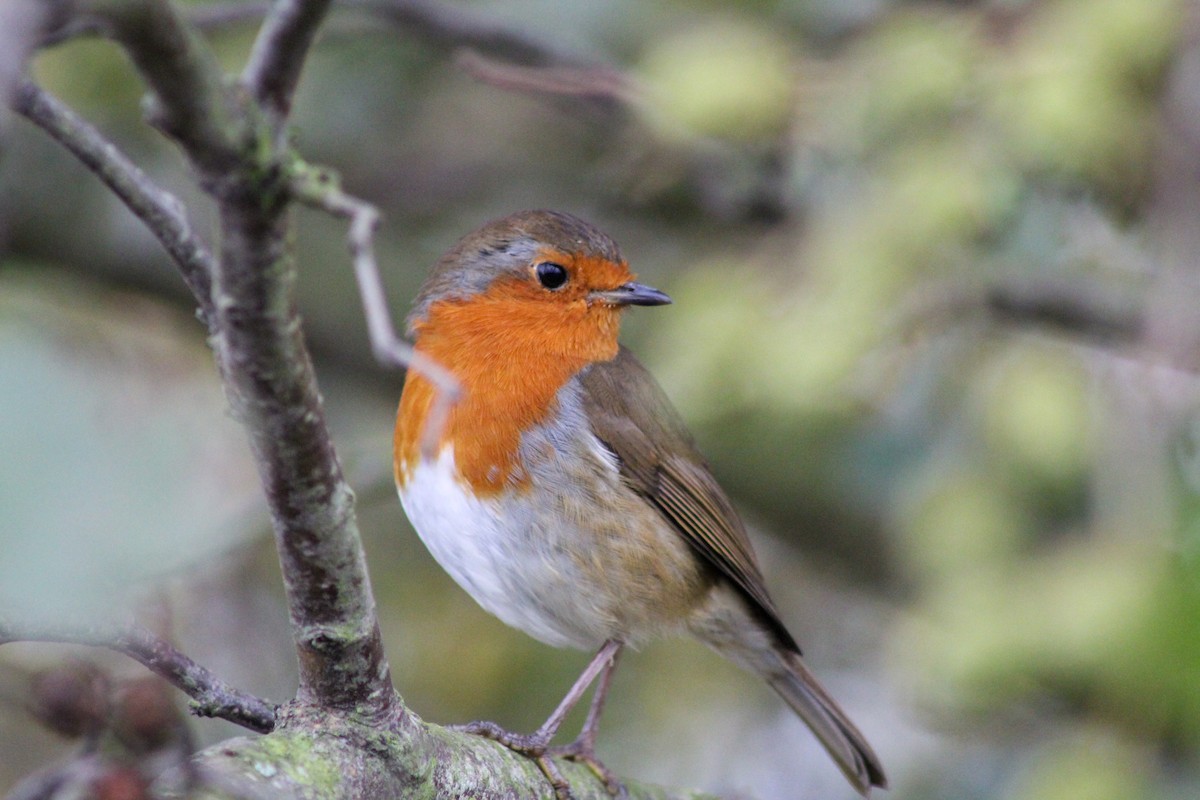 European Robin - ML380717461