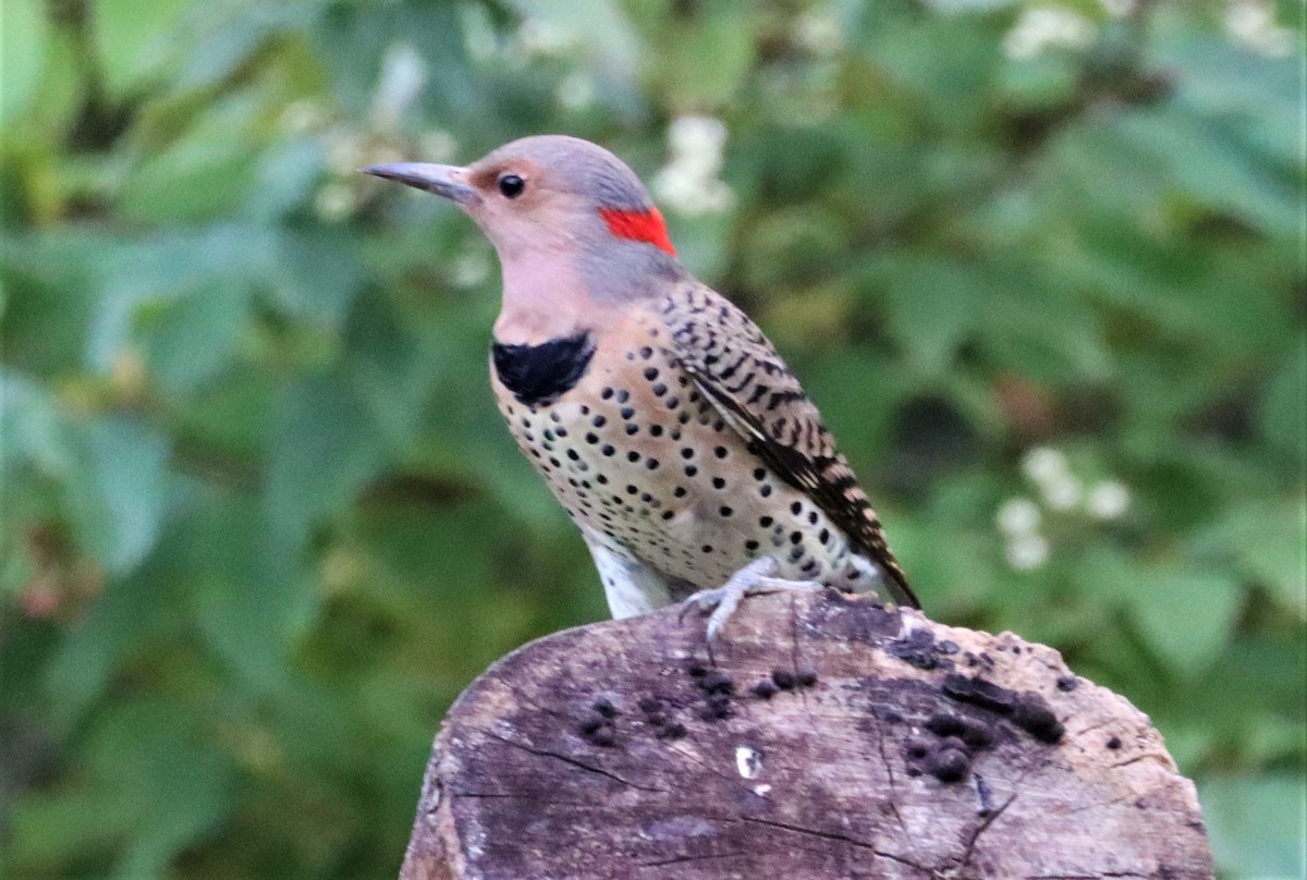 Northern Flicker - ML380717671