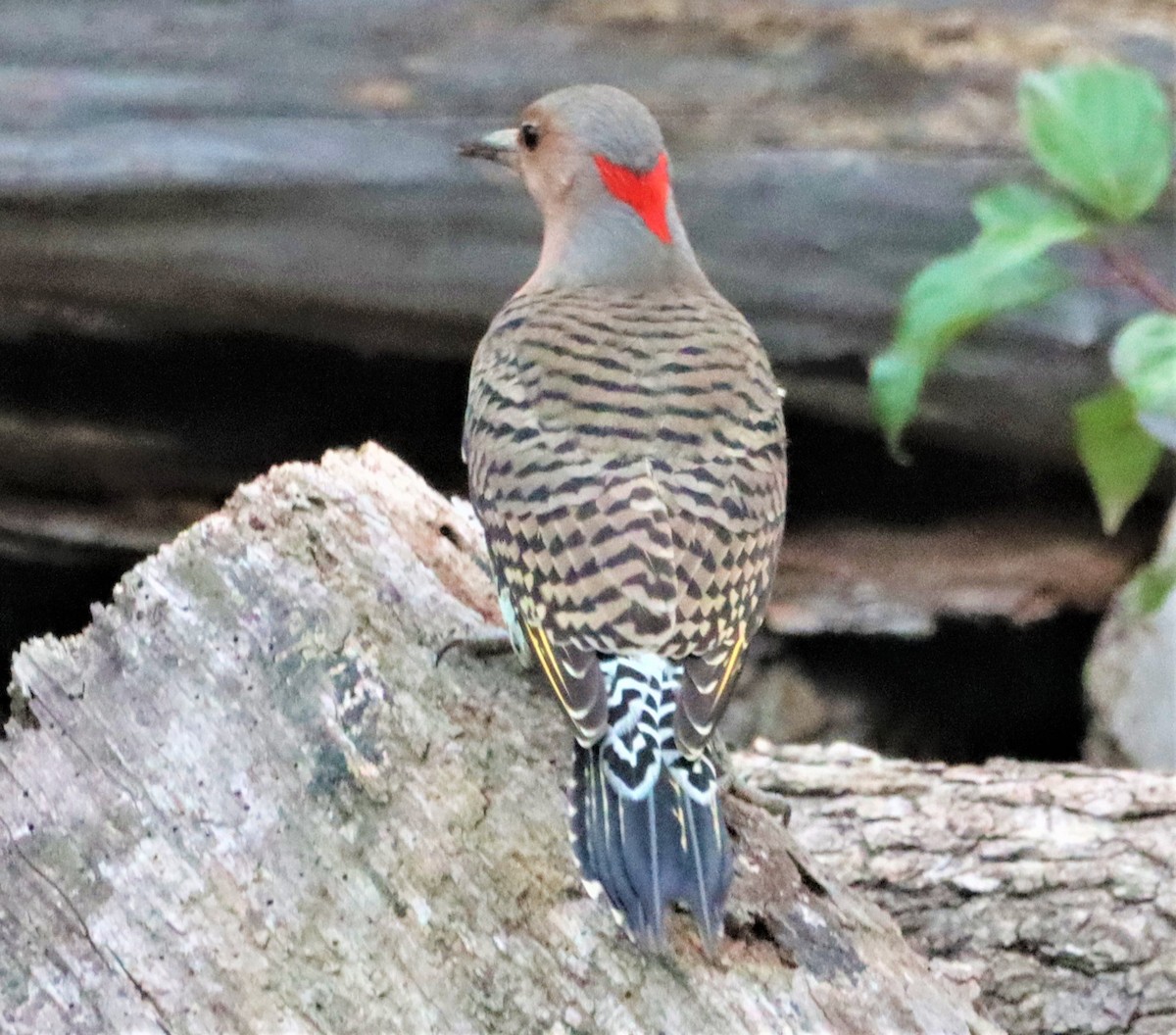 Northern Flicker - ML380717681