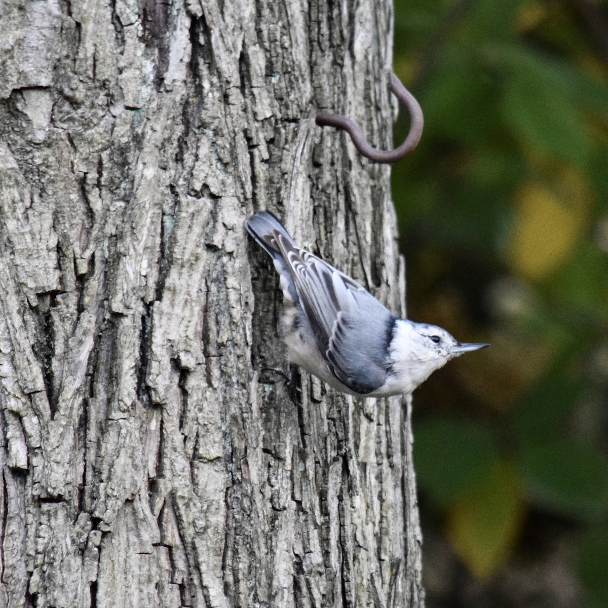 White-breasted Nuthatch - ML380718041