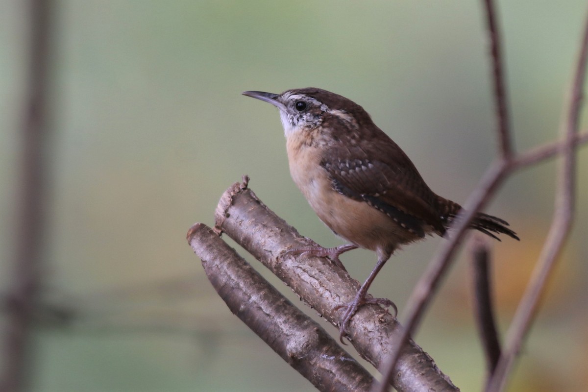 Carolina Wren - Margaret Viens