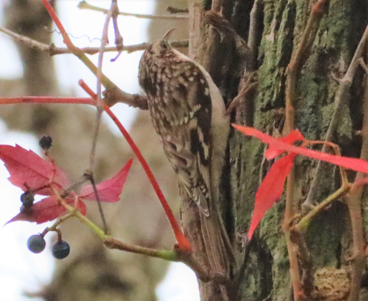 Brown Creeper - ML380719001