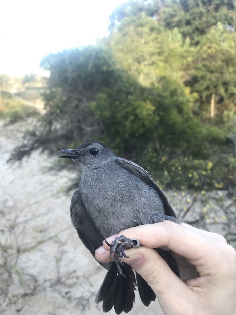 Pájaro Gato Gris - ML380720061