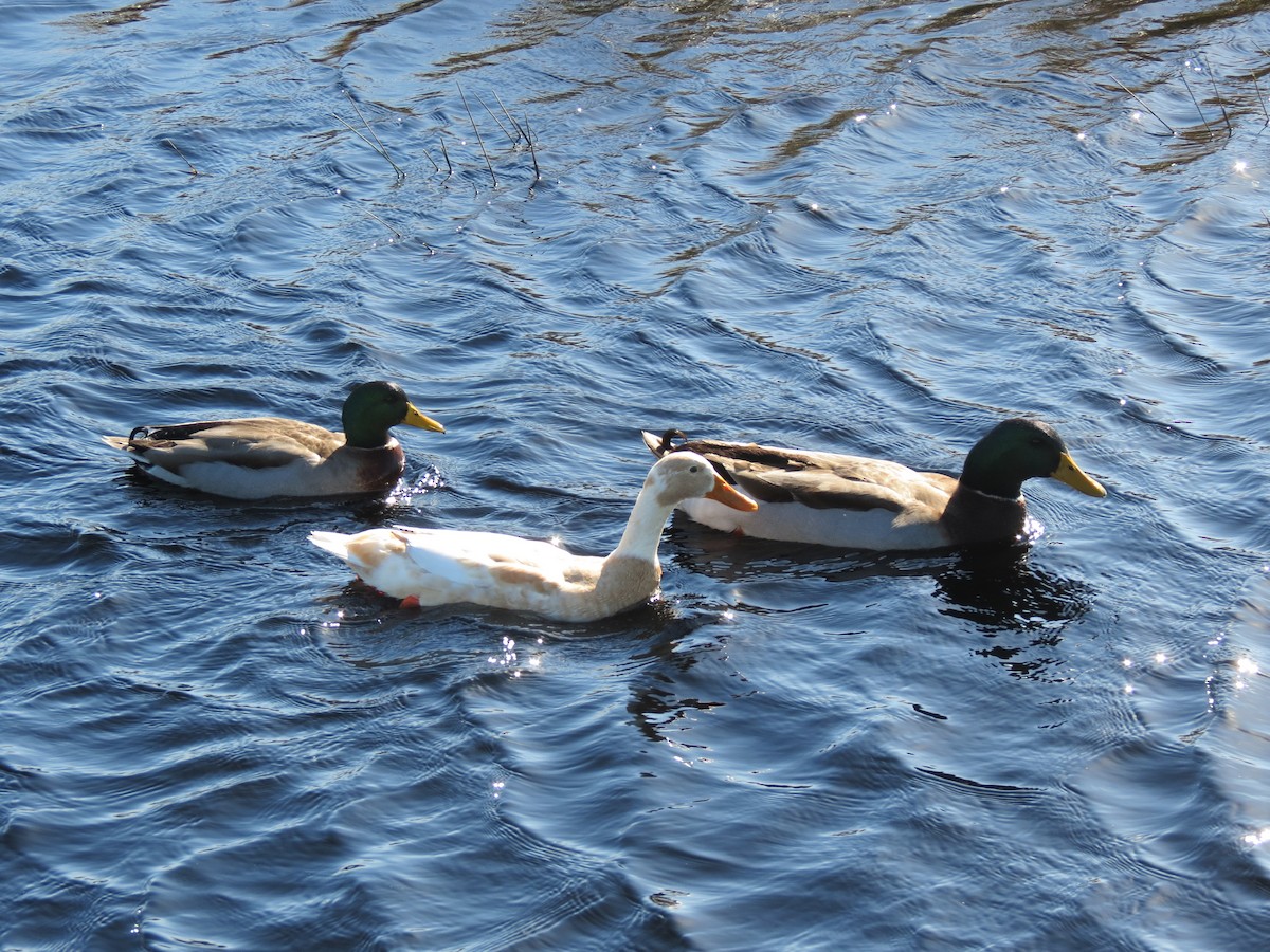 Mallard (Domestic type) - ML38072011