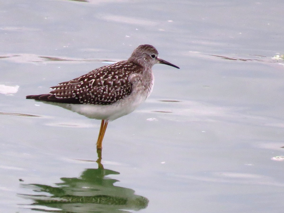 Lesser Yellowlegs - ML38072021