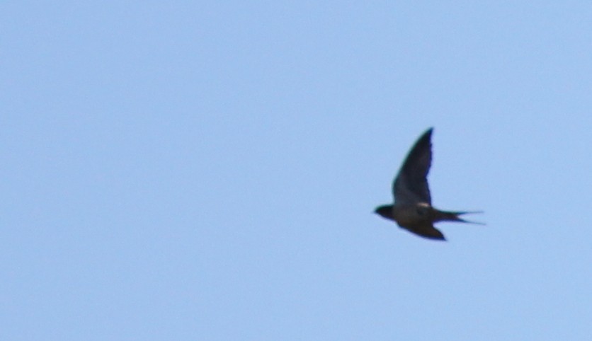 Barn Swallow - John West