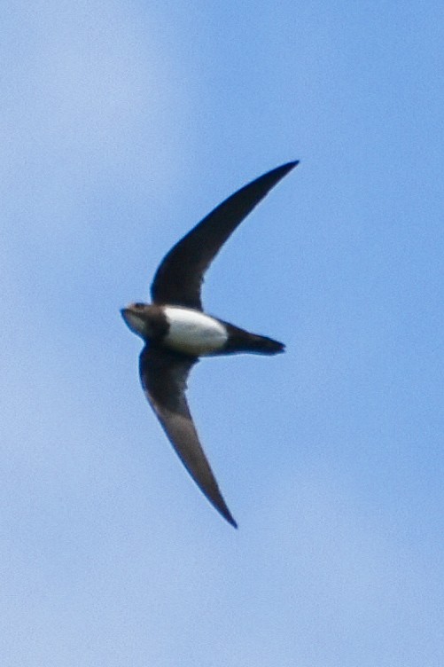 Alpine Swift - ML380721091