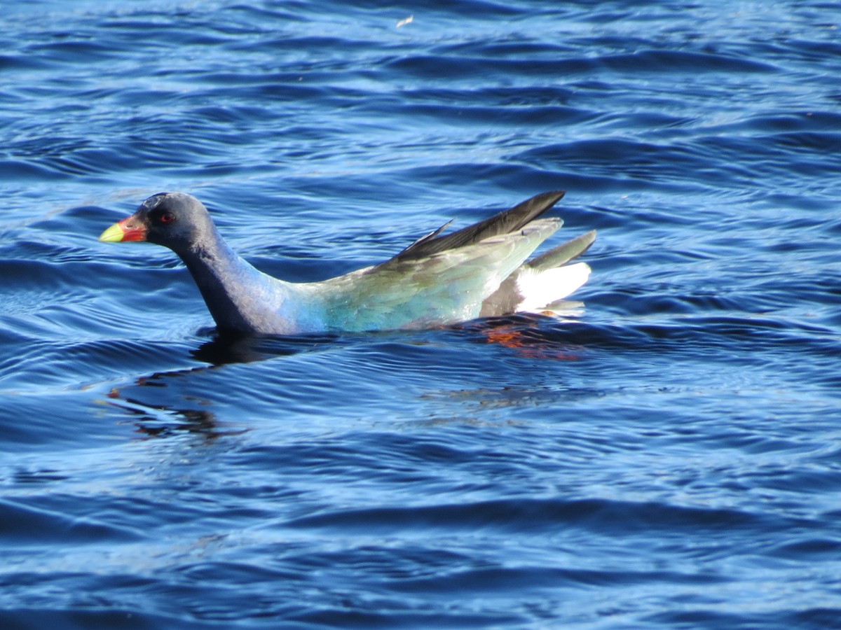 Purple Gallinule - ML38072111