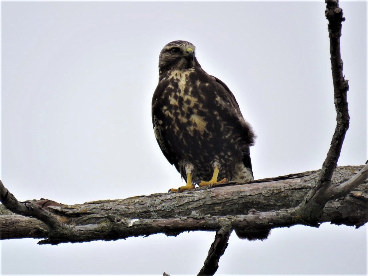 Swainson's Hawk - ML380721631