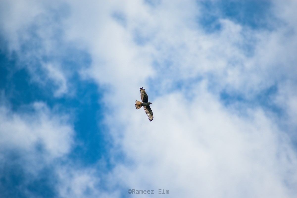 White-eyed Buzzard - ML380721741