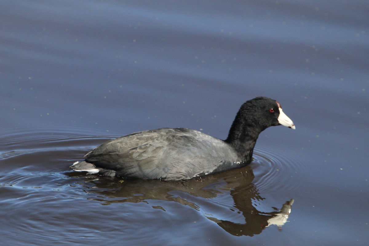 Focha Americana - ML380723861