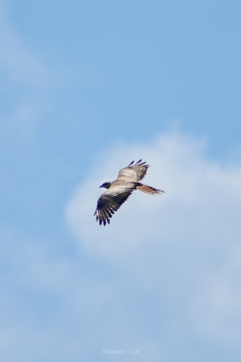 White-eyed Buzzard - ML380725391