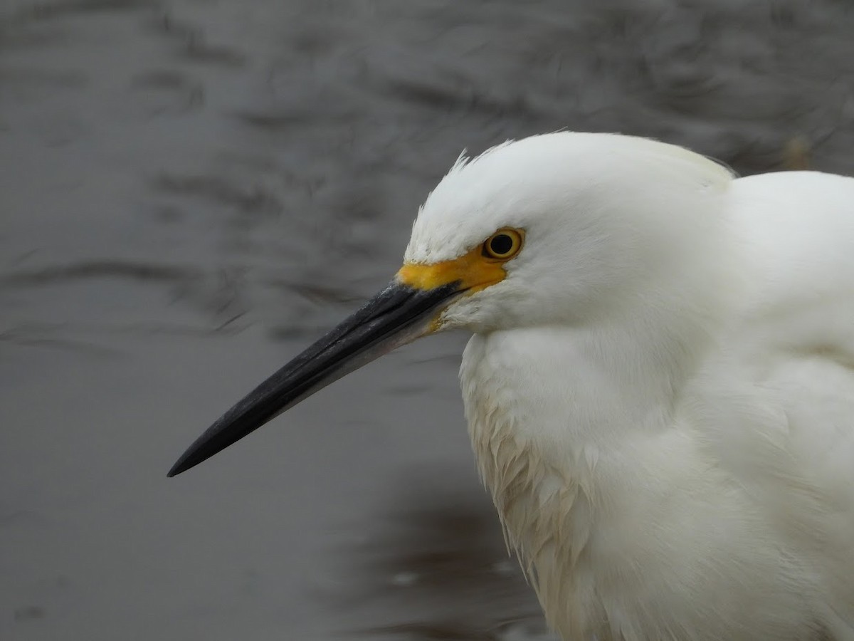 Snowy Egret - Long-eared Owl