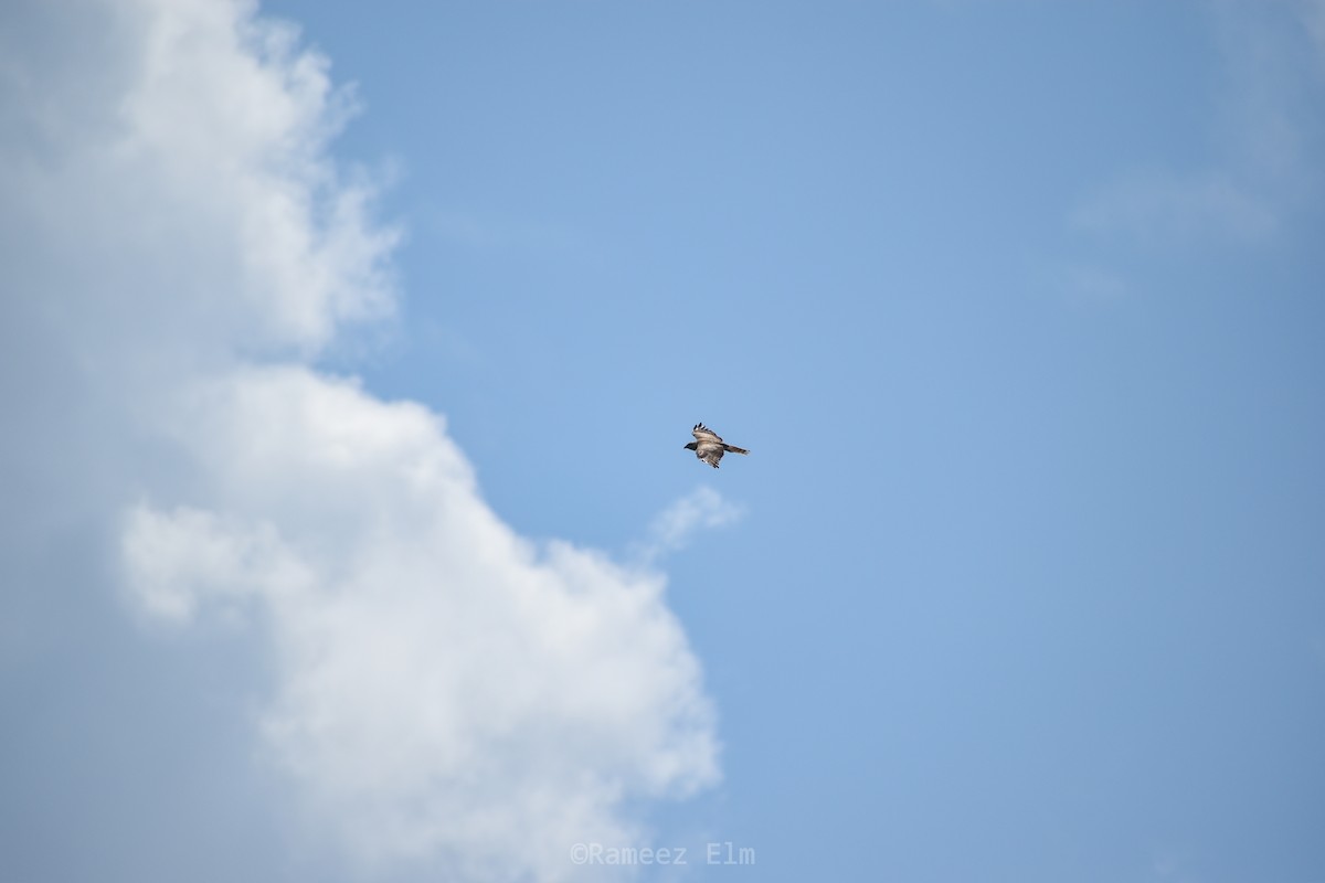 White-eyed Buzzard - ML380725551