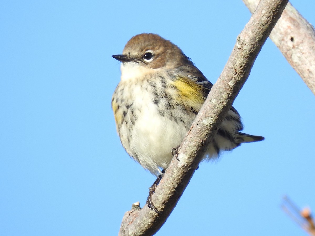 Yellow-rumped Warbler (Myrtle) - ML380726011