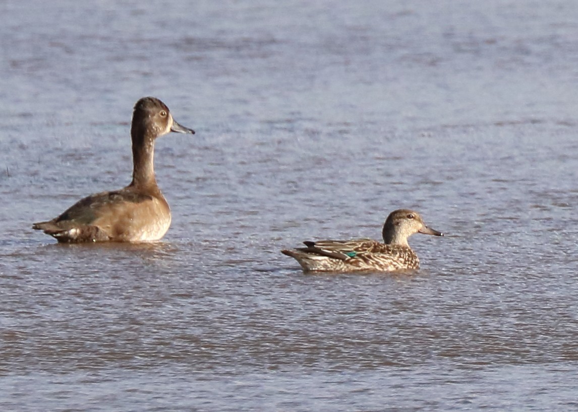 Green-winged Teal - ML38072631