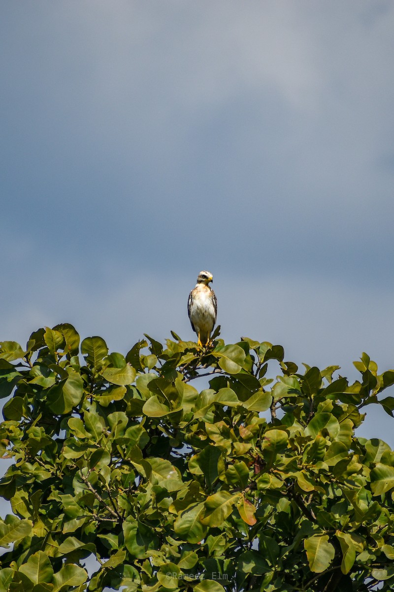 White-eyed Buzzard - Rameez Elm