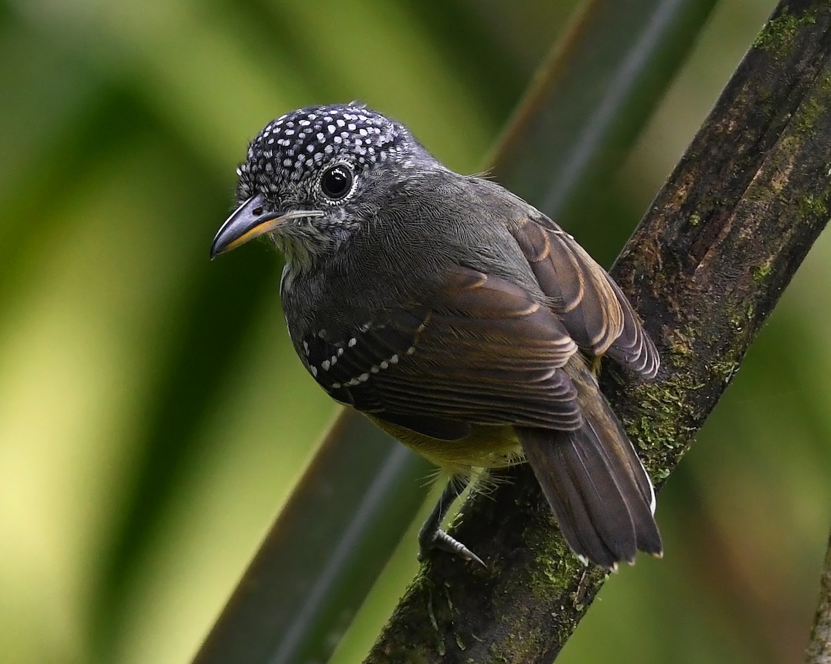 Spot-crowned Antvireo - ML380730211