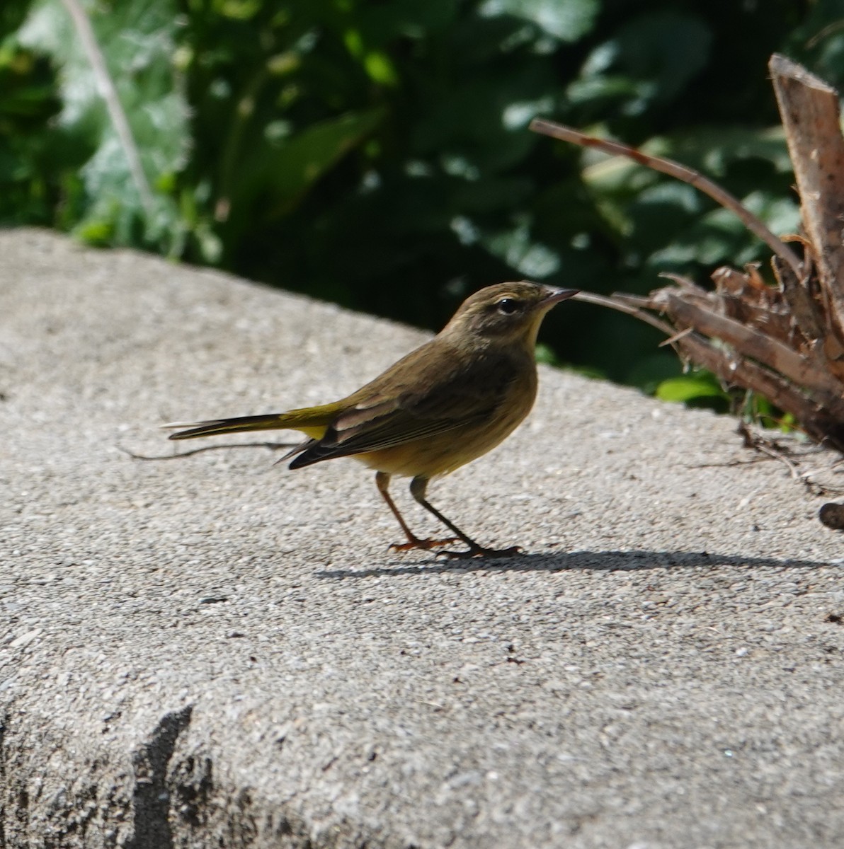 Palm Warbler - ML380731601