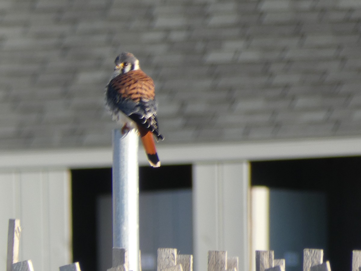 American Kestrel - ML380732001