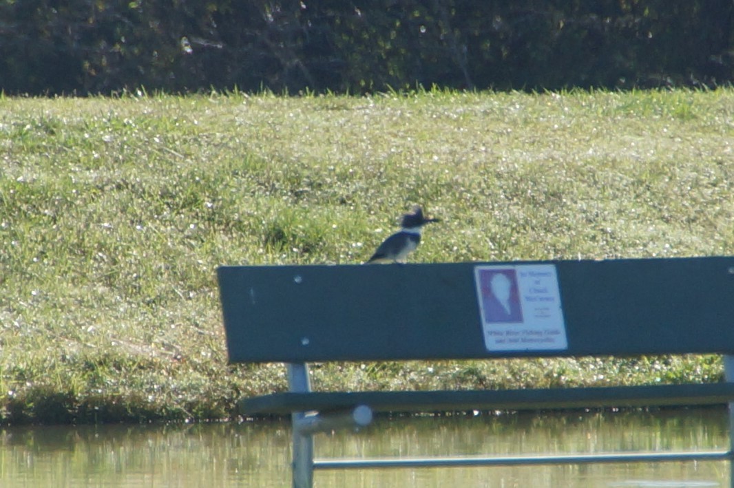 Belted Kingfisher - ML380732161