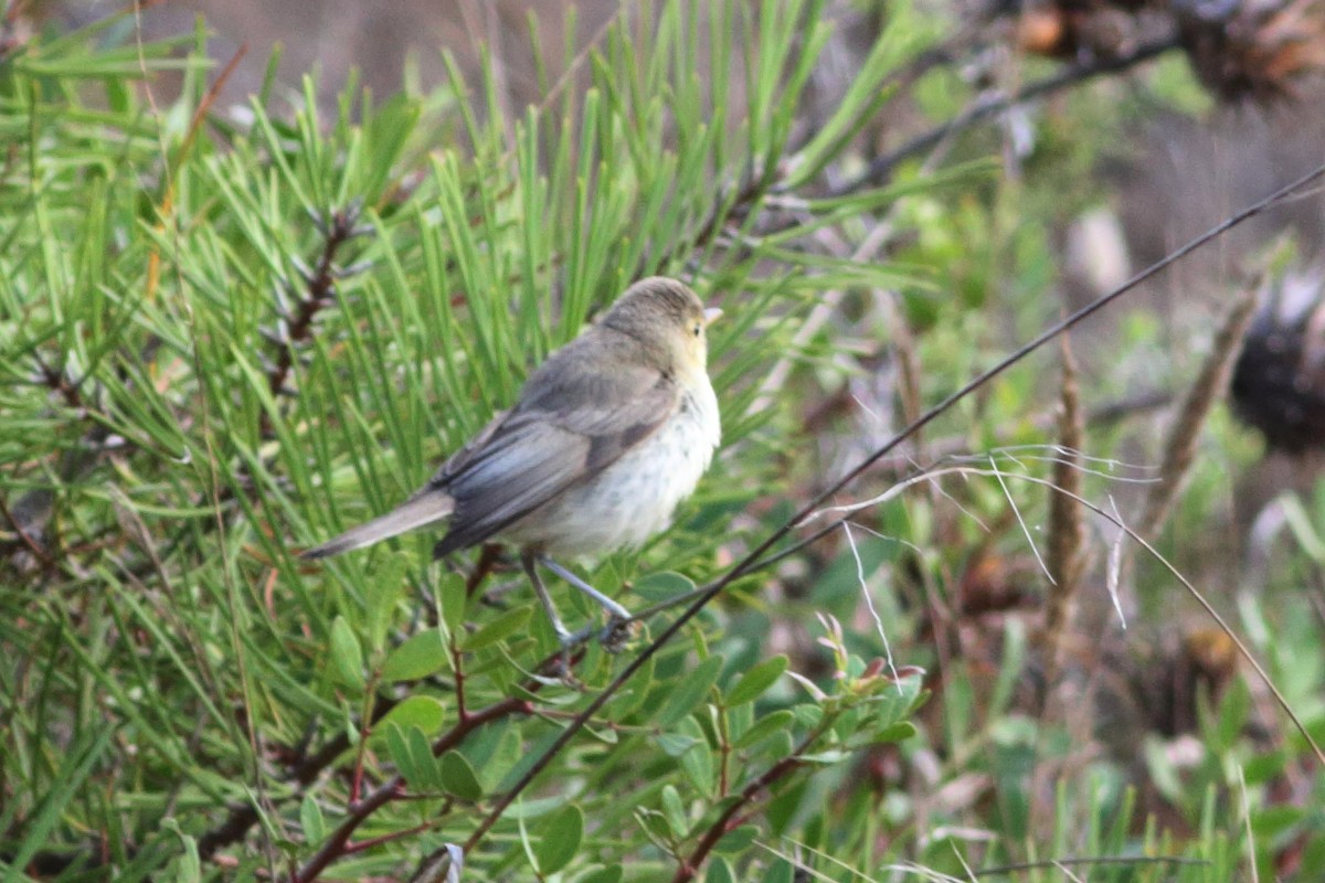 Melodious Warbler - ML380733131